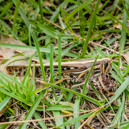 Schistocerca americana image