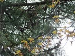 Zonotrichia albicollis