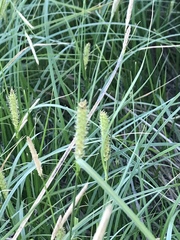 Carex pellita