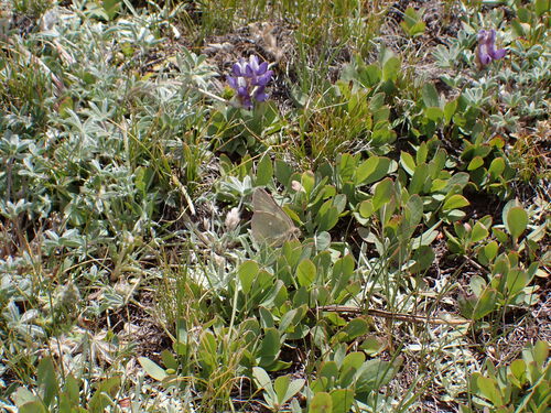 iNaturalist observation photo of Sierra Sulphur