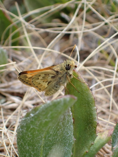 iNaturalist observation photo of Sandhill Skipper
