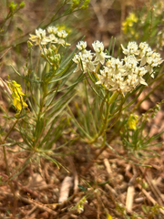 author not stated, no rights reserved Asclepias pumila, photograph author not stated, no rights reserved