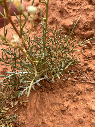 Hymenopappus filifolius, photograph 4