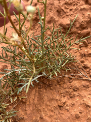 Hymenopappus filifolius, photograph author not stated, no rights reserved