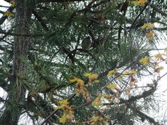 Zonotrichia albicollis