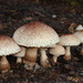 Leucoagaricus - Photo (c) Anita, some rights reserved (CC BY-NC)