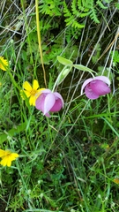 Calochortus amoenus