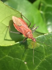 Cutocoris russatus