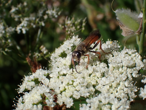 iNaturalist observation photo of Great Golden Digger Wasp