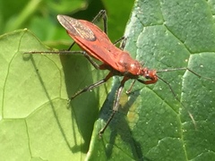 Cutocoris russatus