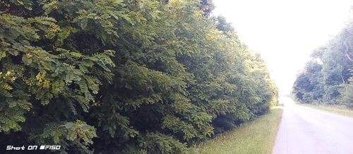 black locust