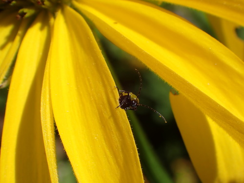 iNaturalist observation photo of Spotted Cucumber Beetle