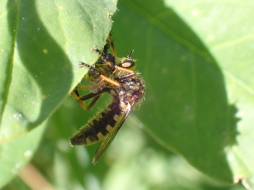 iNaturalist observation photo of Northern Goldenrobber