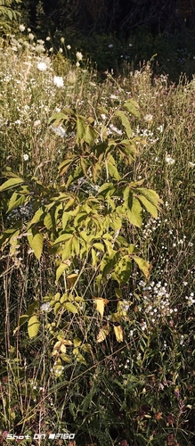 box elder