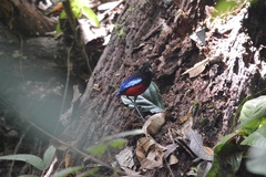 Erythropitta ussheri