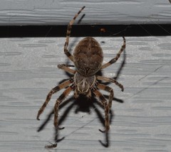 Larinioides sclopetarius