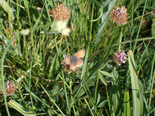 iNaturalist observation photo of Blues