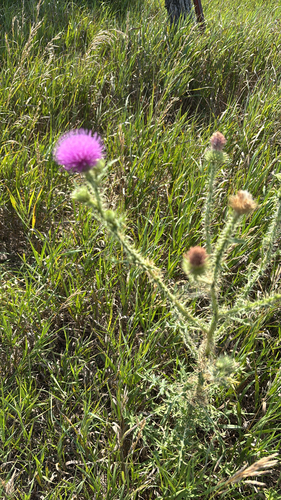 Broad-winged Thistle