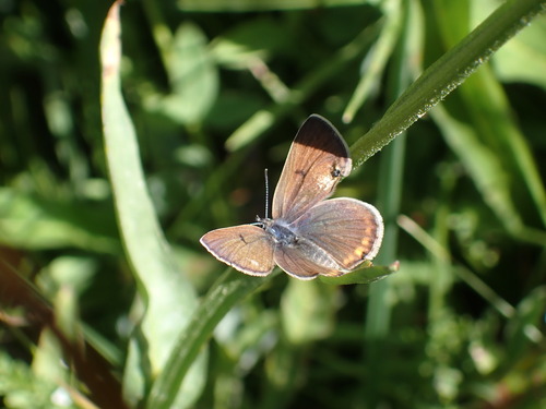 iNaturalist observation photo of Blues