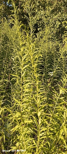 Canada goldenrod