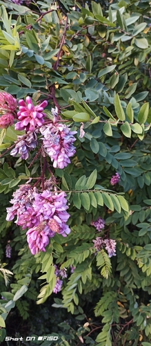 Clammy Locust