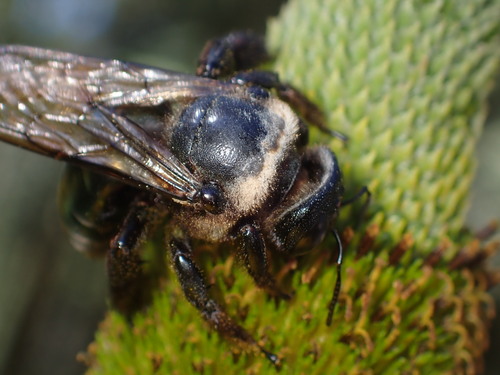 iNaturalist observation photo of Horse-fly Carpenter Bee