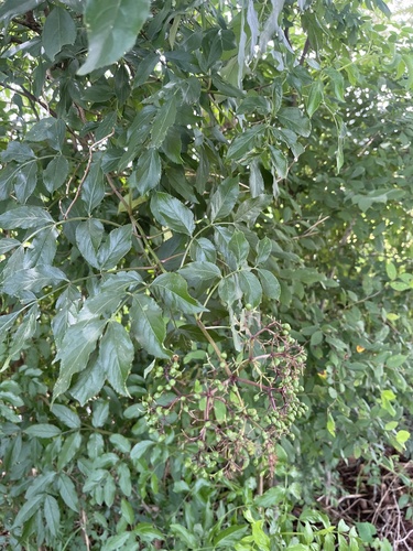 American black elderberry