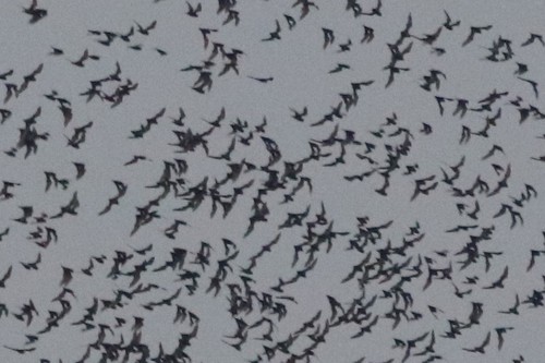 Malayan Free-tailed Bat (Mops mops)