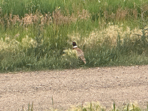 Ring-necked Pheasant