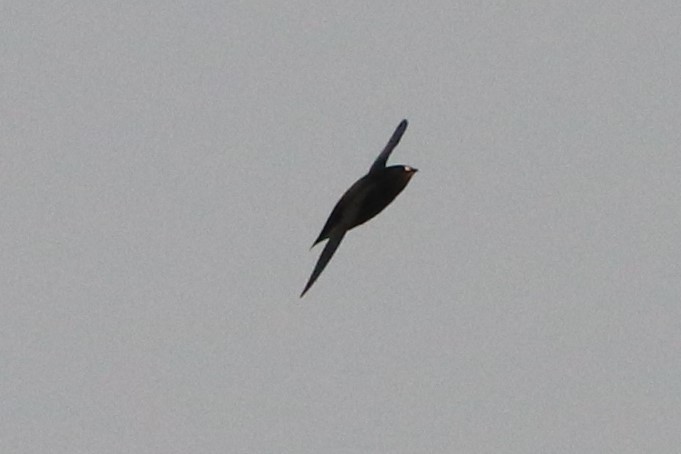 Brown-backed Needletail