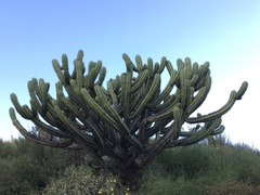 Myrtillocactus cochal