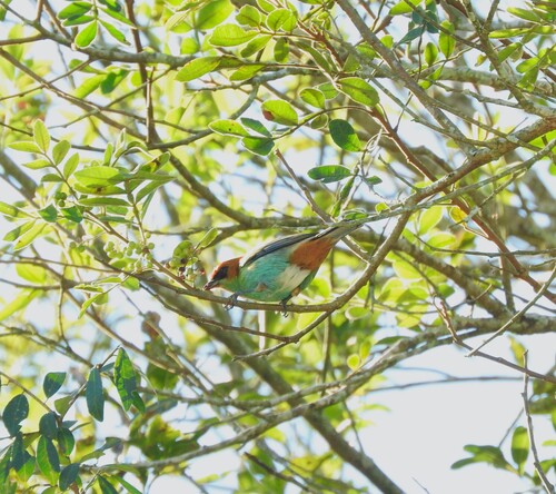 Chestnut-backed Tanager (Stilpnia preciosa), photo 3