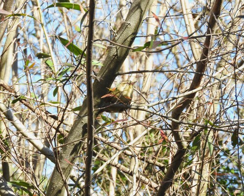 Olive Spinetail (Cranioleuca obsoleta), photo 2