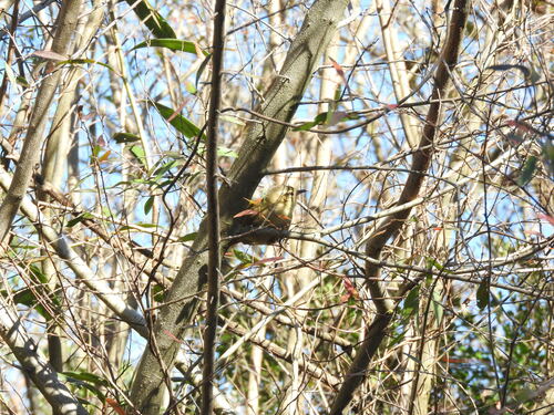 Olive Spinetail (Cranioleuca obsoleta), photo 3