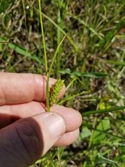 Carex microdonta