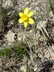 Narcissus assoanus