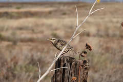 Sturnella magna lilianae