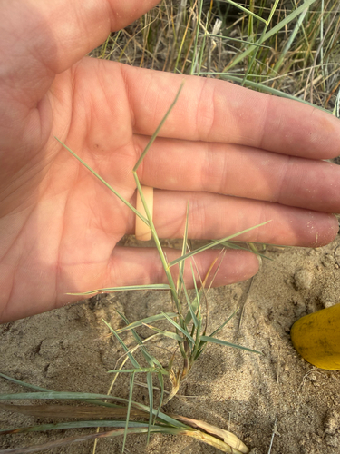Muhlenbergia pungens, 2026-07-21