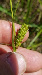 Carex microdonta