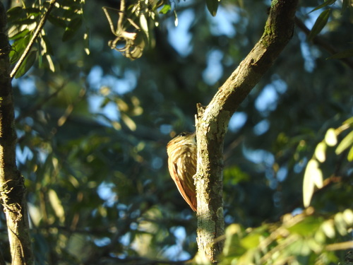 Streaked Xenops