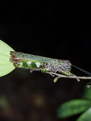 Pareuthymia fasciata
