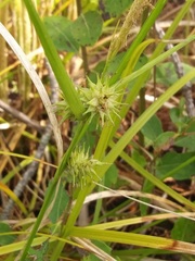 Carex elliottii