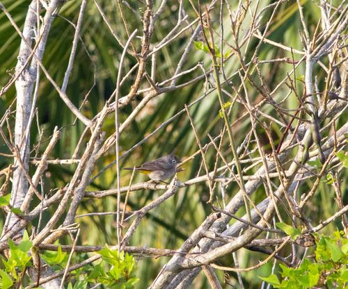 Virginia's Warbler (Leiothlypis virginiae), photo 8