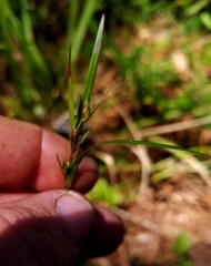 Scleria oligantha