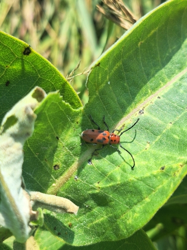 Red Milkweed Beetle