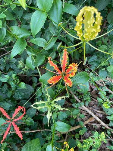 flame lily