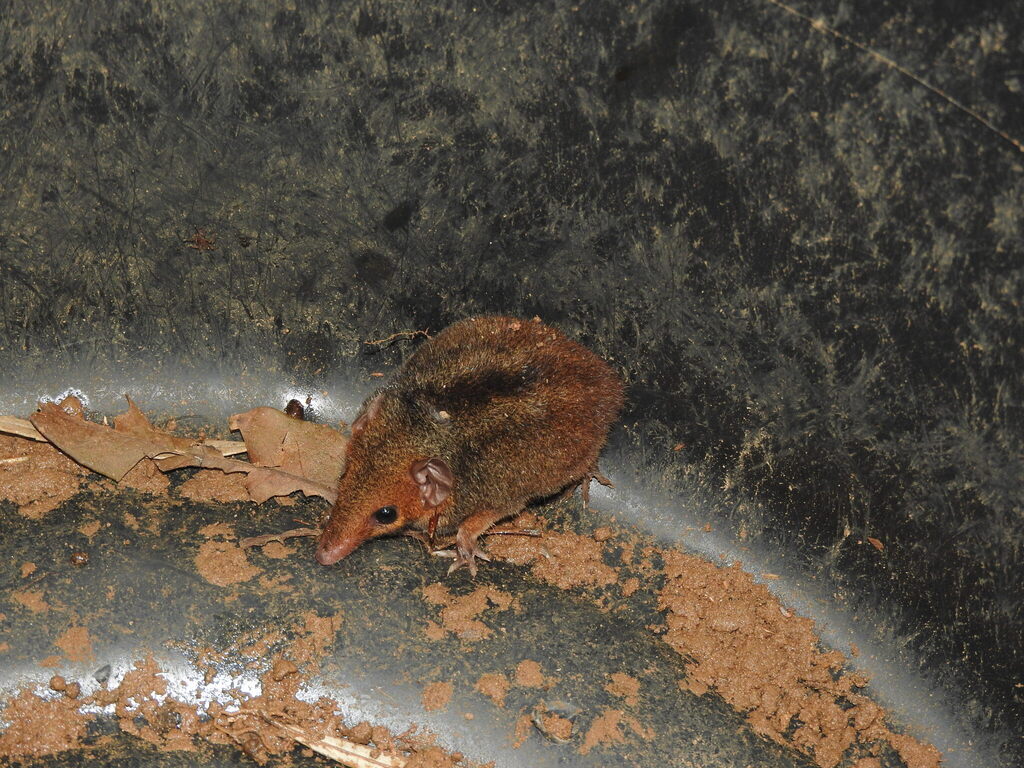 Ihering's Three-striped Opossum