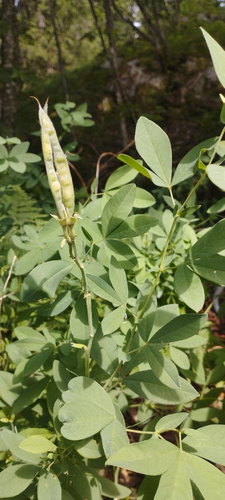 Thermopsis montana observed 2026-07-22