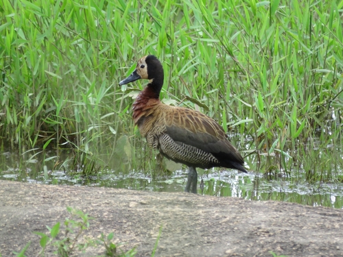 iNaturalist image