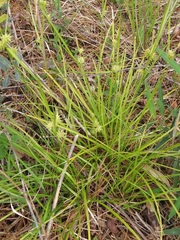 Carex elliottii